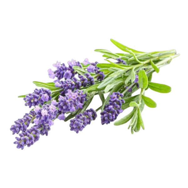 Lavender - Image 3