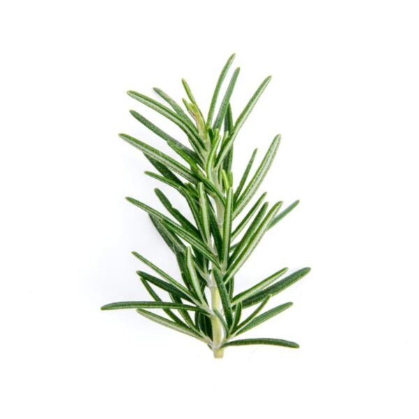 Rosemary - Image 3