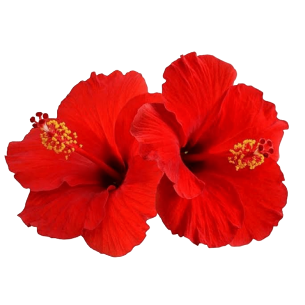 Hibiscus Hair oil - Image 3