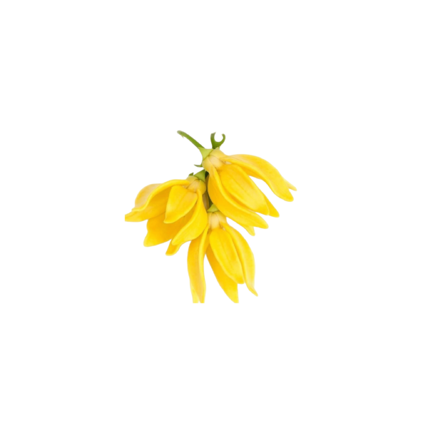 Ylang ylang - Image 3