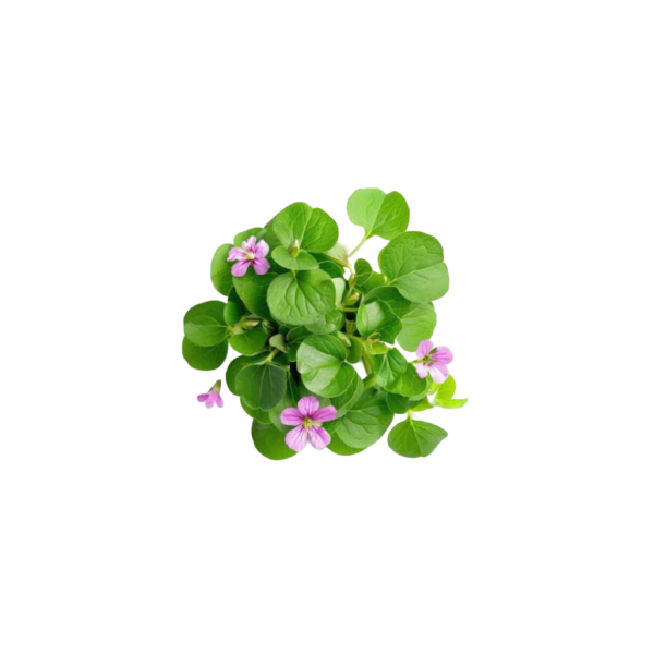 Brahmi hair oil - Image 3