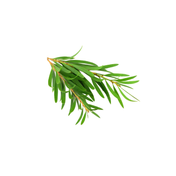 Tea Tree hair oil - Image 3
