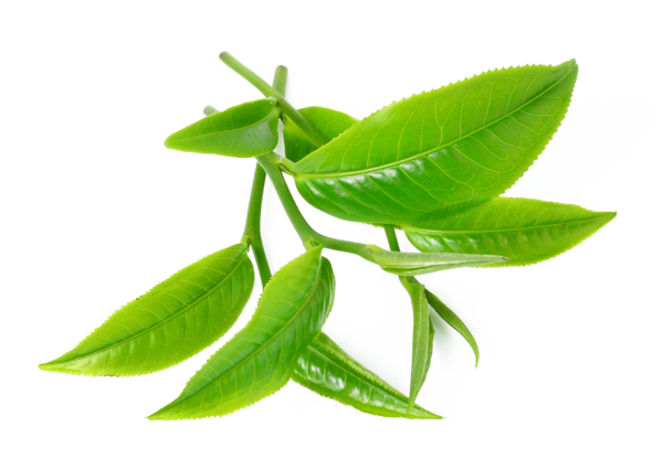 Tea tree - Image 3